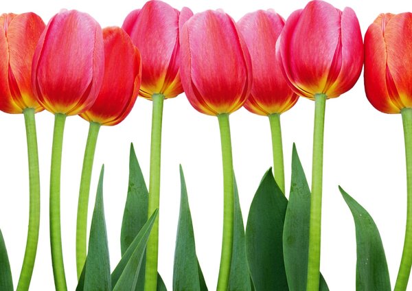 DIMEX | Plexisklo za kuchynskú linku PGT-08060-058 | 80 x 60 cm Tulipány