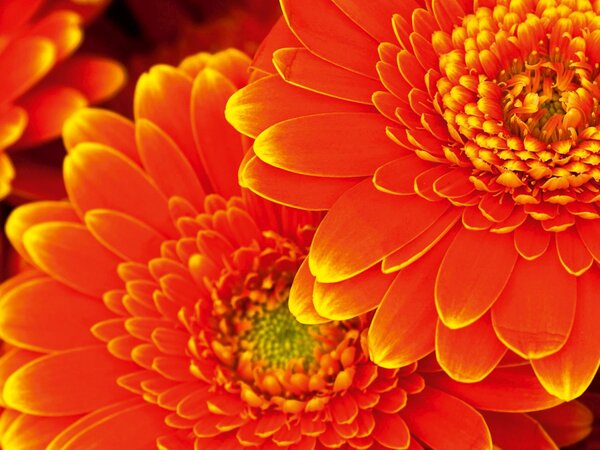 DIMEX | Plexisklo za kuchynskú linku PGT-08060-059 | 80 x 60 cm Gerbera