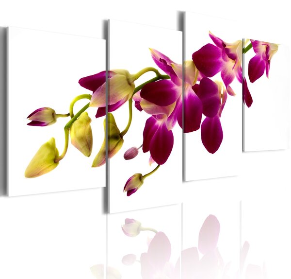 Obraz elegantná orchidea - Orchid's glow
