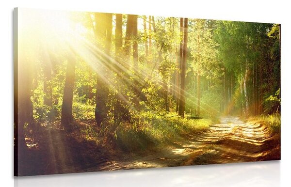 Obraz slnečné lúče v lese