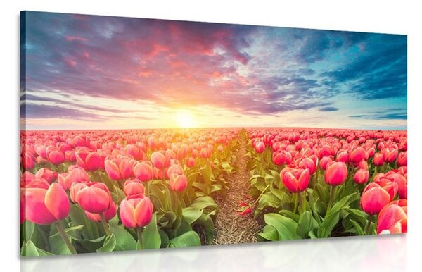 Obraz východ slnka nad lúkou s tulipánmi