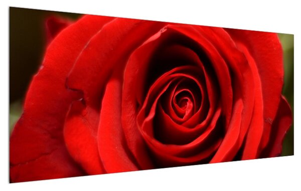 Detailný obraz kvetu ruže (120x50 cm)