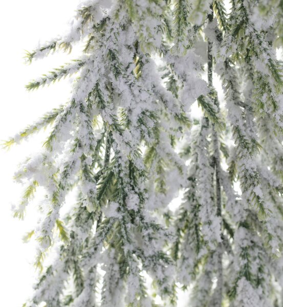 Vetvička White Pine 66cm