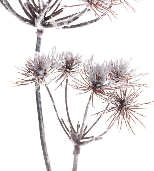 Vetvička Thistle white 100cm