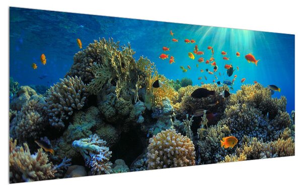 Obraz podmorského sveta (120x50 cm)