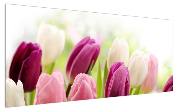 Obraz pučiacich tulipánov (120x50 cm)