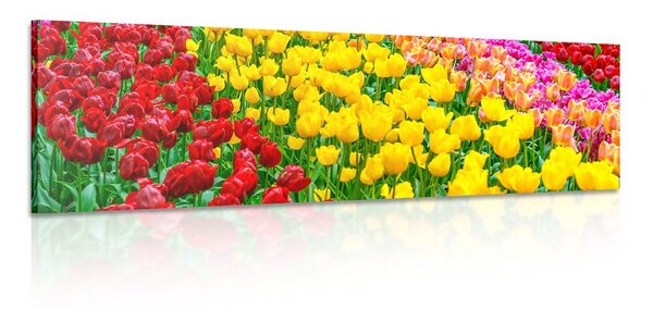 Obraz záhrada plná tulipánov