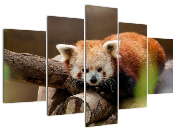 Obraz pandy červenej (150x105 cm)