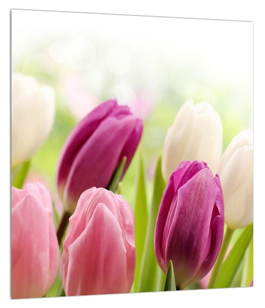 Obraz pučiacich tulipánov (30x30 cm)