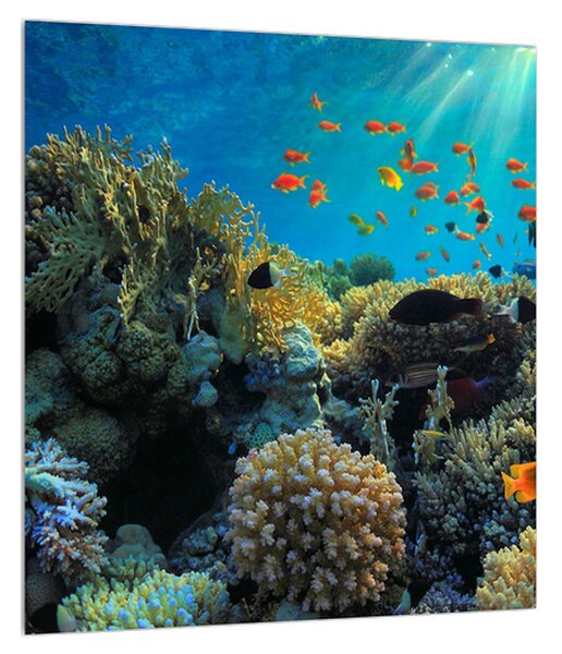 Obraz podmorského sveta (30x30 cm)