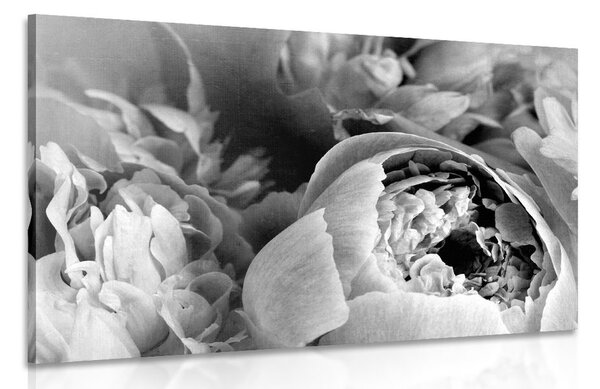 Obraz čiernobiele lupienky kvetu
