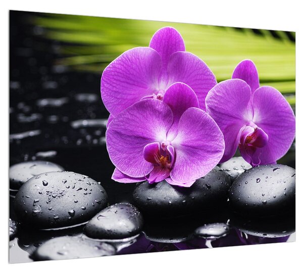 Obraz orchideí (70x50 cm)