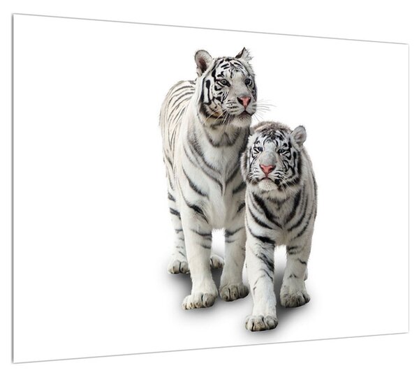 Obraz bieleho tigra (70x50 cm)