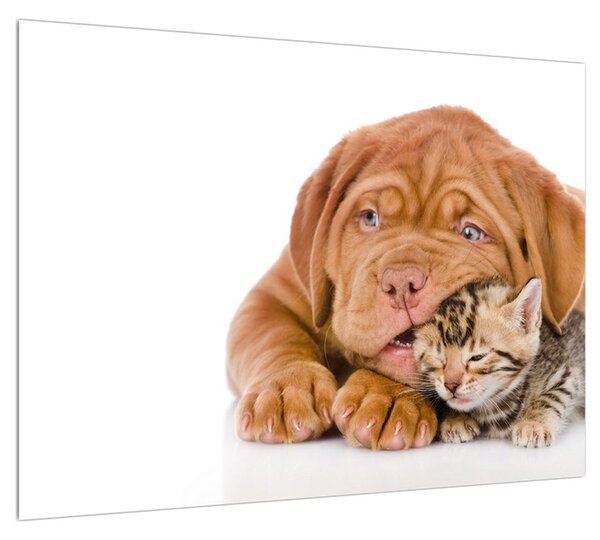 Obraz psa s mačiatkom (70x50 cm)
