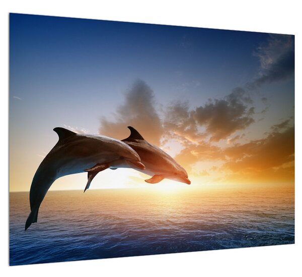 Obraz delfínov (70x50 cm)