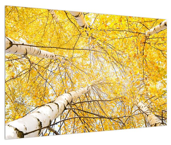 Obraz brezy (90x60 cm)