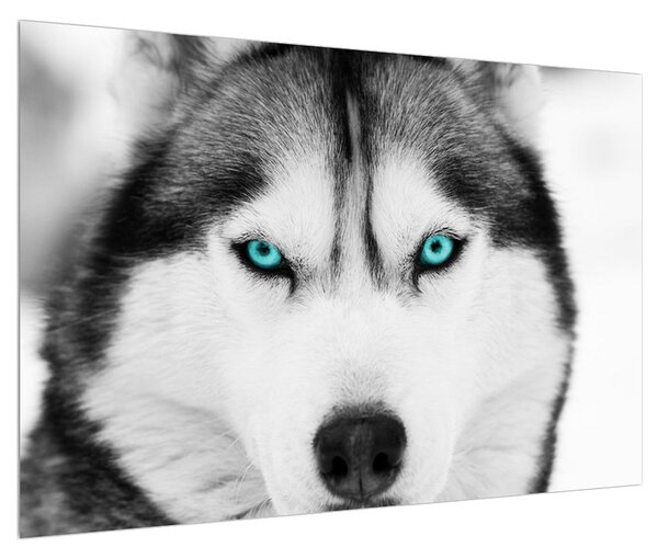 Obraz psa Husky (90x60 cm)