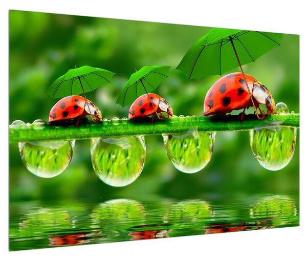 Obraz lienok sedembodkových s dáždnikmi (90x60 cm)