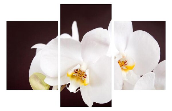 Obraz kvetov orchidee (90x60 cm)