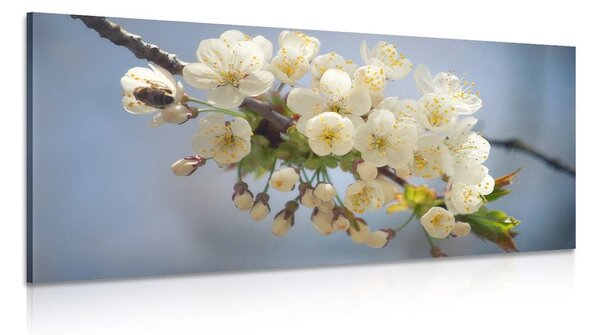 Obraz kvitnúci konárik čerešne