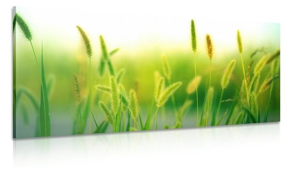 Obraz steblá trávy v zelenom prevedení