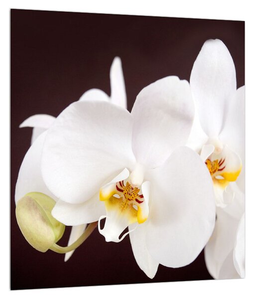 Obraz kvetov orchidee (30x30 cm)