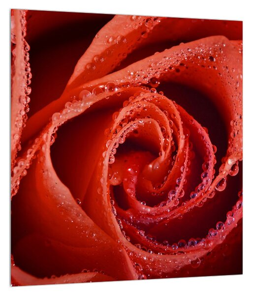 Obraz červenej ruže (30x30 cm)