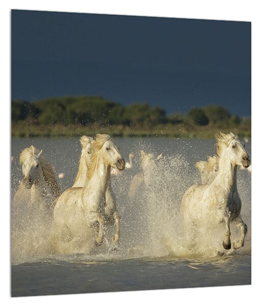 Obraz bielych koní (30x30 cm)