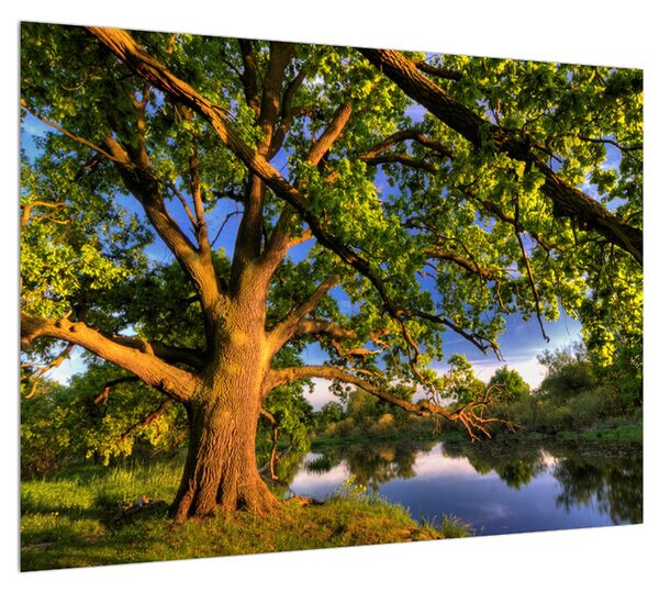 Obraz stromu pri jazere (70x50 cm)