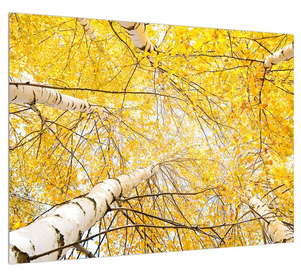 Obraz brezy (70x50 cm)