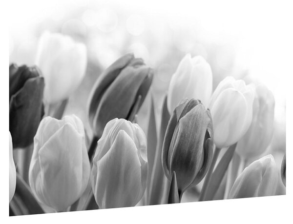 Čiernobiely obraz pučiacich tulipánov (70x50 cm)