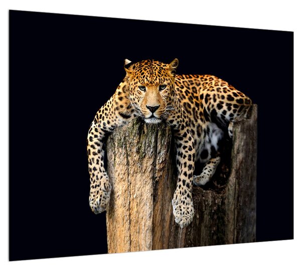Obraz geparda (70x50 cm)