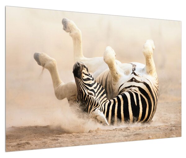 Obraz ležiacej zebry (90x60 cm)