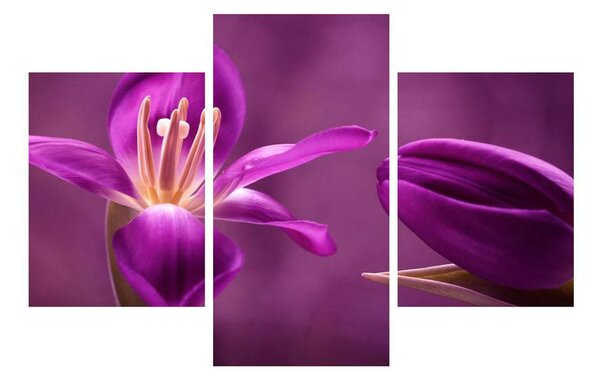 Obraz fialového kvetu (90x60 cm)