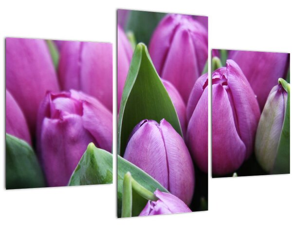 Obraz - kvety tulipánov (90x60 cm)