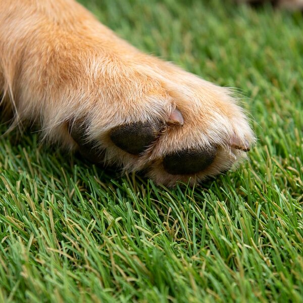 Artificial grass specialists, Umelá tráva Princess, vyrezať kruh, šíře 4m, zelená