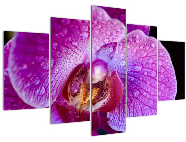 Detailný obraz kvetu orchidey (150x105 cm)
