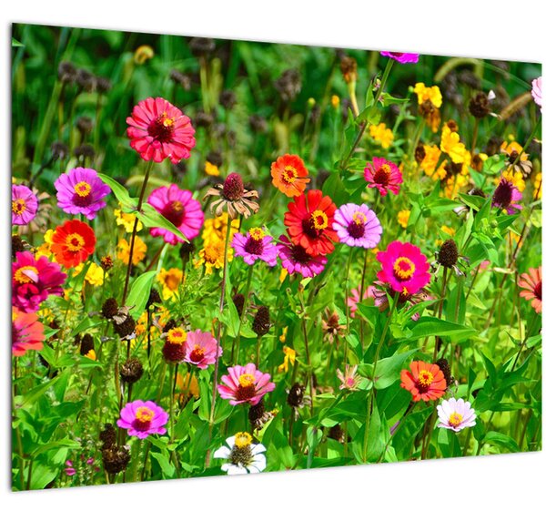 Obraz lúčnych kvetov (70x50 cm)