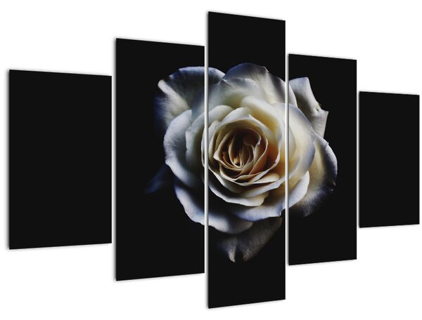 Obraz bielej ruže (150x105 cm)