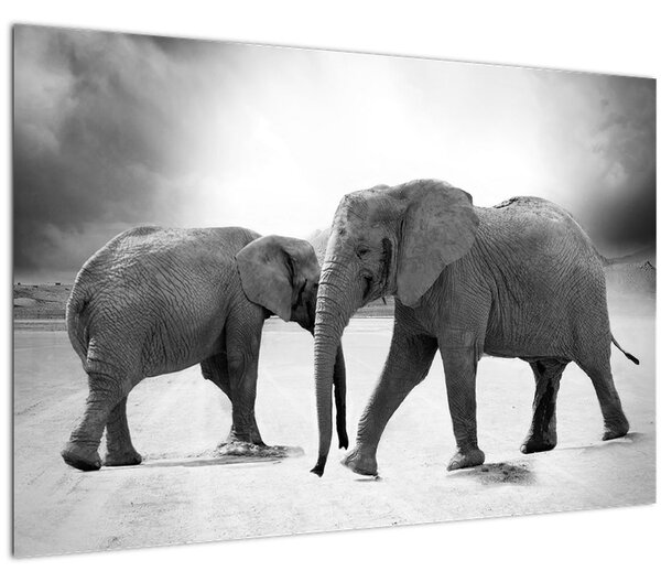 Obraz - čiernobiele slony (90x60 cm)