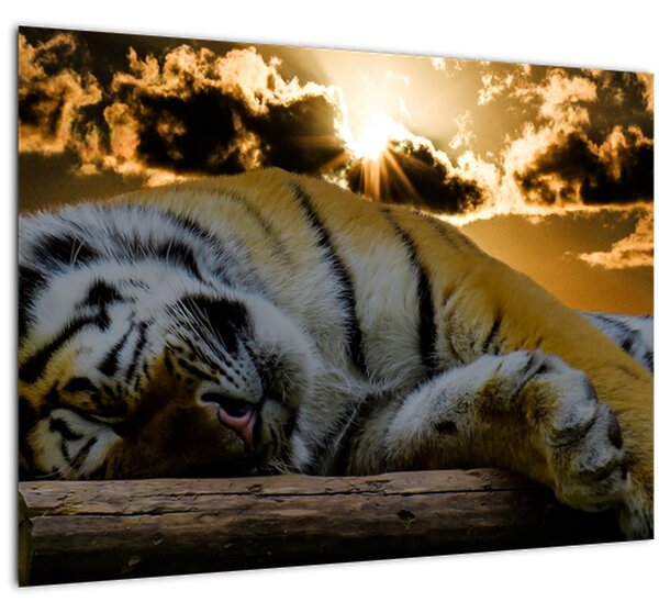 Obraz spiaceho tigra (70x50 cm)