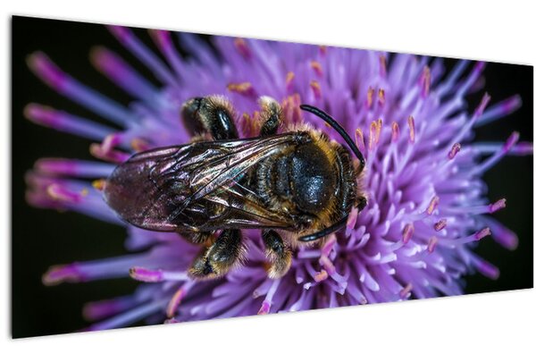 Obraz včely na kvetine (120x50 cm)