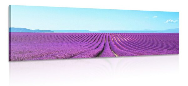 Obraz nekonečné levanduľové pole
