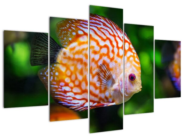 Obraz ryby (150x105 cm)