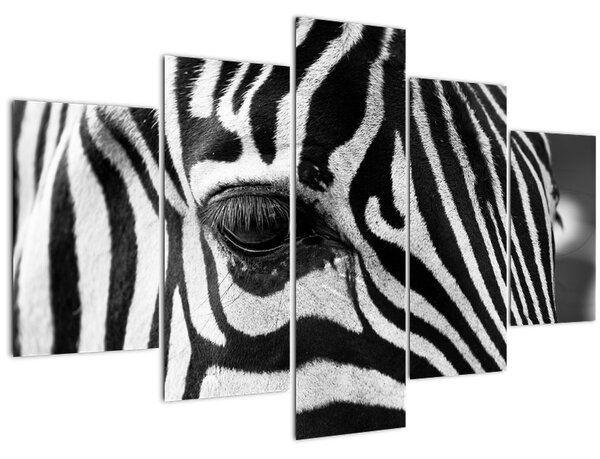 Obraz zebry (150x105 cm)