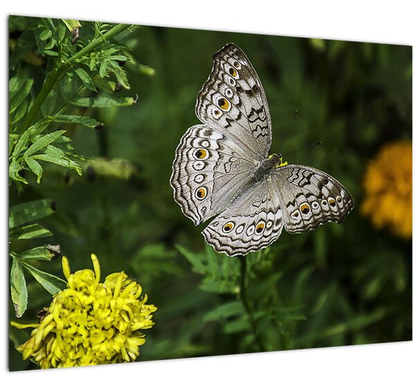 Obraz - biely motýľ (70x50 cm)