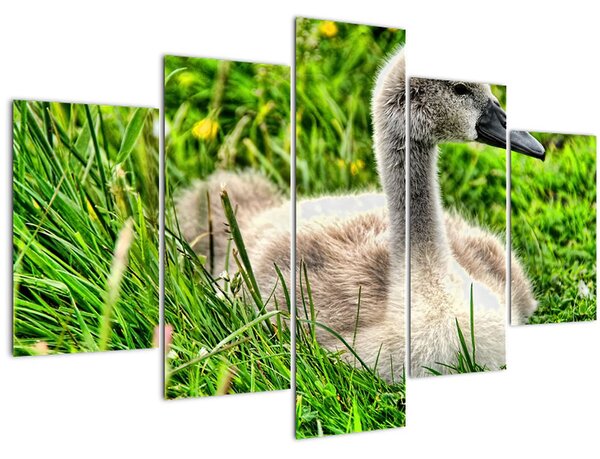 Obraz - malá labuť v tráve (150x105 cm)
