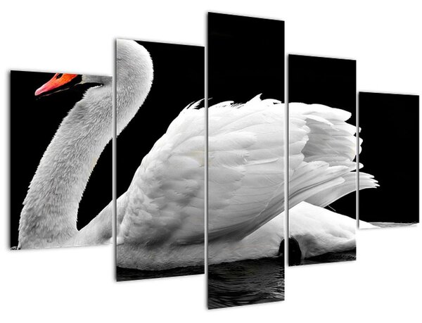 Obraz čiernobielej labute (150x105 cm)