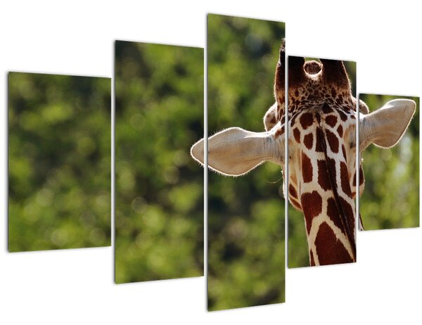 Obraz žirafy zozadu (150x105 cm)