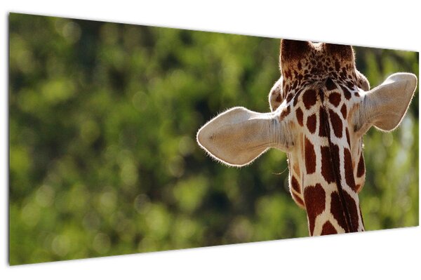 Obraz žirafy zozadu (120x50 cm)